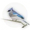 BirdNET favicon