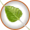 Bodhi Linux favicon