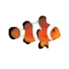 Clownfish Translator favicon